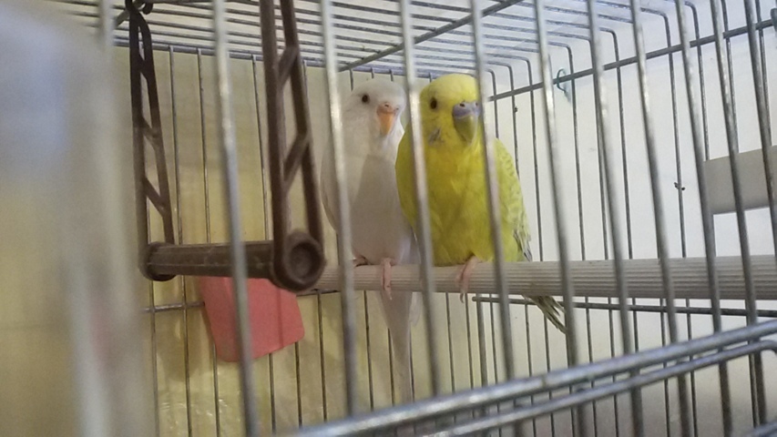 I miei cocoriti